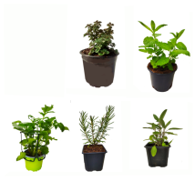00_Pack_de_Aromticas 2 