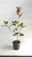 1 photinia 5 220725 3