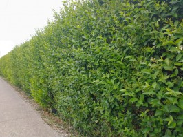 100_Aligustres/Seto-Aligustre