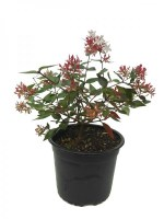 Abelia maceta 