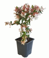 Abelia grandiflora en una maceta de 9x9x9.5 Cm