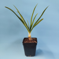 Agapanthus m10 (1) r