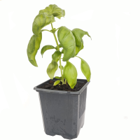 Albahaca M9 (R)
