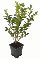 Aligustre planta  140726 (R)5