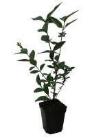 Aligustre-M10-2205206