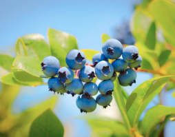 Arandano/Arandano-220420