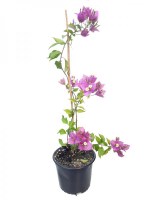 Buoganvillea_Morada_M15/Bougainvillea-glabra-FLOR-MORADA--R-