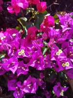 Buoganvillea_Morada_M15/Flor-Bouganvillea-morada