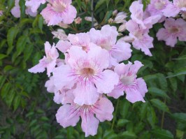 Campsis grandiflora 2 R