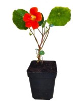 Capuchina/01Capuchina