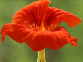 Capuchina/Flor_Capuchina