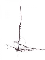 Castano_R/Frutal-raiz--R-383