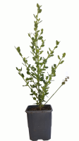 Ceanothus planta 1 (R)