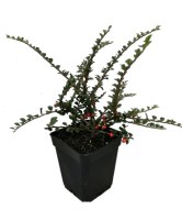 Cotoneaster_Horizontalis_M10/01Cotoneaster_Horizontalis_R