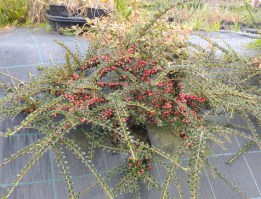 Cotoneaster_Horizontalis_M10/02Cotoneaster_Horizontalis