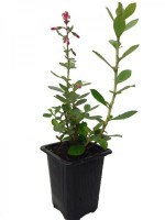 Escallonia-Macrantha-M7--R-_0x2009