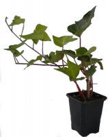 Hiedra_M7/Hiedra--Hedera-Helix--R-