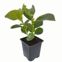 Hortensia azul M9 2 R
