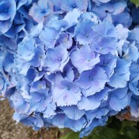 Hortensia flor 3