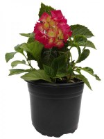 Hortensia-roja--R-3