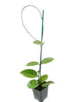 Hoya_Carnosa/00_Flor_de_nacar