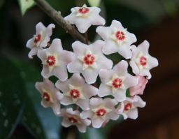 Hoya_Carnosa/Flor_de_nacar