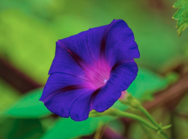 Ipomea_violacea/Flor_Ipomea_violacea