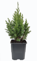 Juniperus  Chinensis stricta