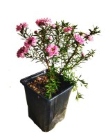 Leptospermum_M9/Leptospermun