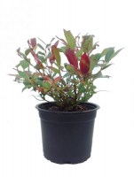 Leucothoe_Scarletta_M15/Leucotoe-M15--R-