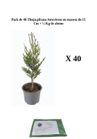 Pack 40 thuja atrovirens