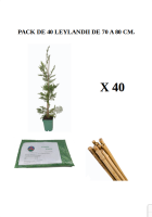 Pack de 40 leylandii 70-80 Cm