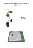 Pack de 50 hiedras blancas