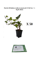 Pack de 50 hiedras verdes