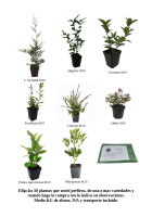 Pack de 50 plantas de seto (15)