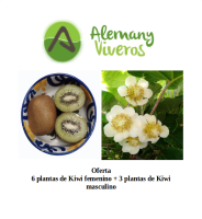 Pack de 9 plantas de Kiwi