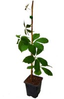 Parra_V/Parra-Virgen-Quinquefolia