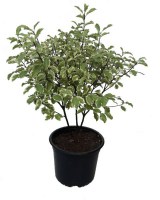 Pittosporum_Tenuifolium_M15/Pittosporum-Variegata-M15
