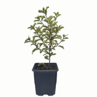 Pittosporun tenuifoliun M94