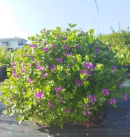 Polygala_Myrtifolia_M10/Polygala_Mirtifolia_10822