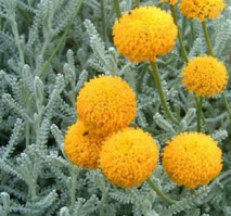 Santo/Flor-Santolina