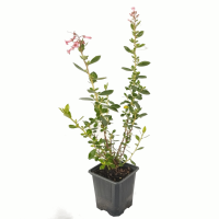 Scallonia en maceta 140726 (R)