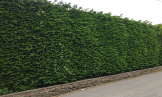 Seto Leylandii