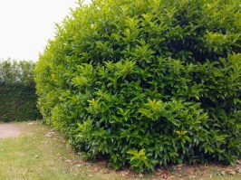 Seto Prunus 0206225