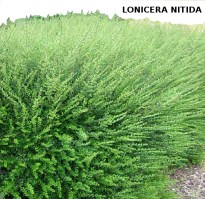 Seto lonicera nitida (R)1