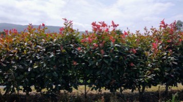 Seto-Photinia1_0x200