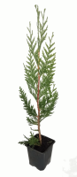 Oferta de 50 Thuja plicata Atrovirens - Alemany Viveros