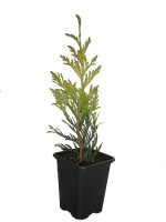 Thuja_plicata_Zebrina_240222