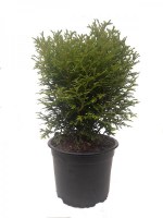 Tiny_Tim_M15/Thuja-Tiny-Tim--R2-