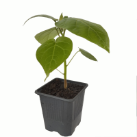 Tomate de arbol M9 (R)